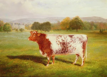 Porträt eines Shorthorns, 19. Jahrhundert